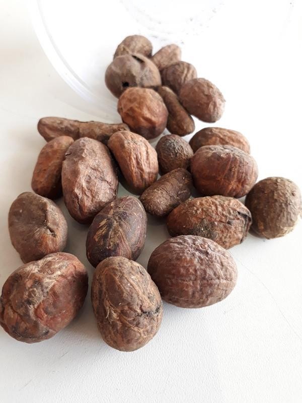 OROBO AFRICANO - UND