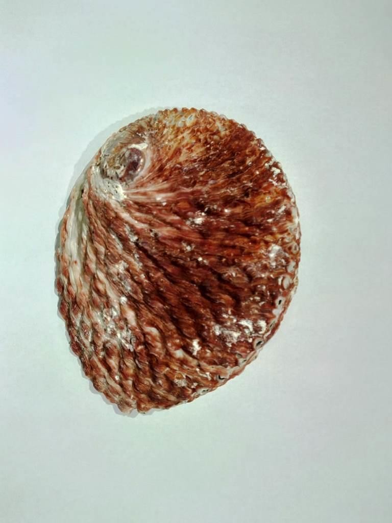 CONCHA ABALONE AUSTRALIANA 5,5P - UND