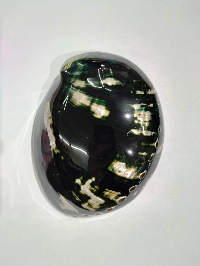 CONCHA ABALONE BLACK 5,5P - UND