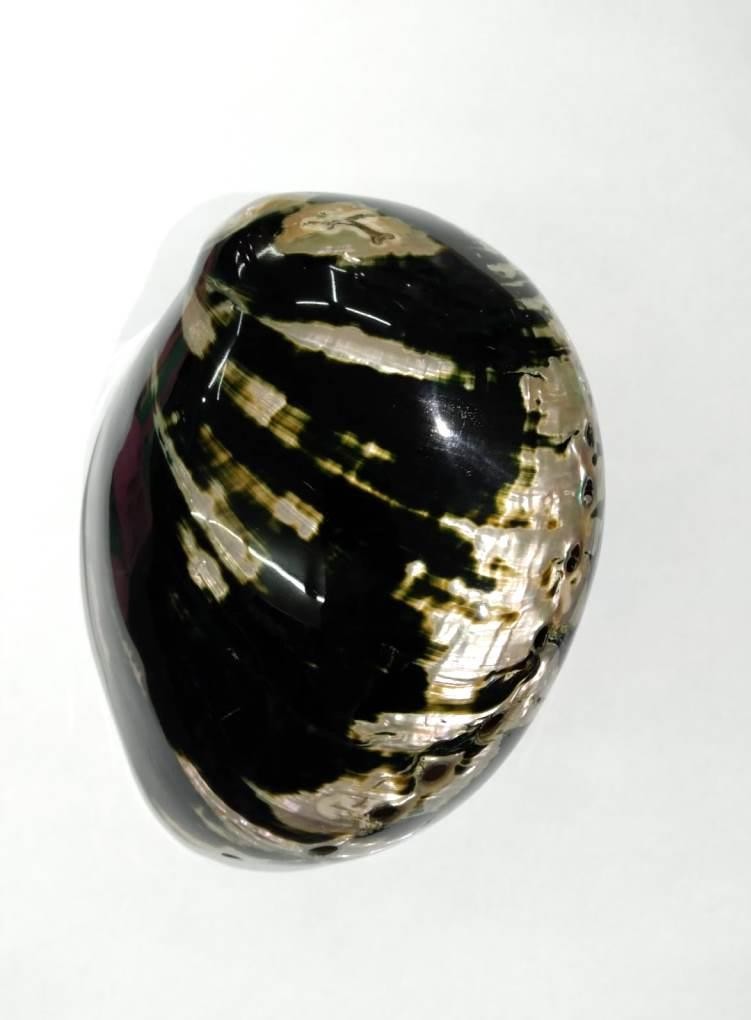 CONCHA ABALONE BLACK 6P - UND