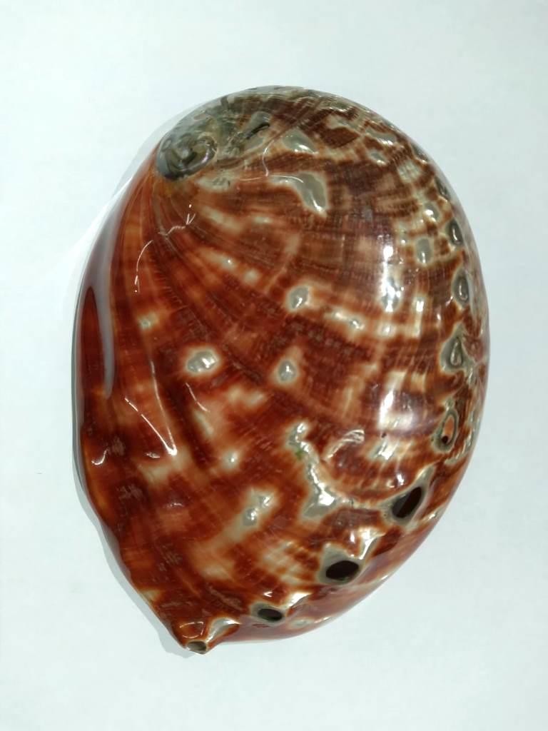 CONCHA ABALONE RED 6,5P - UND