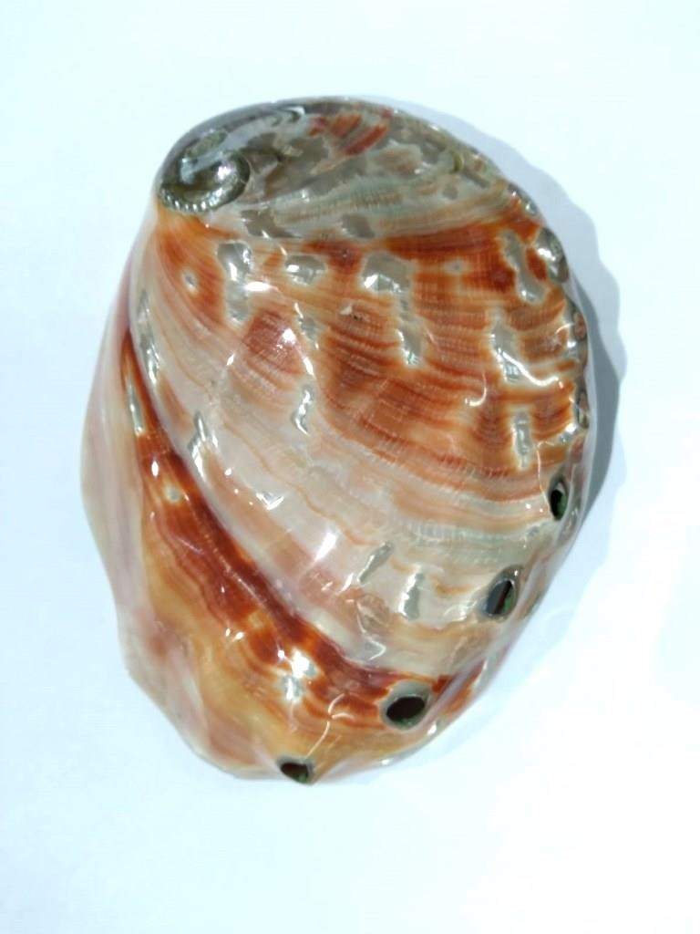 CONCHA ABALONE RED 7P - UND