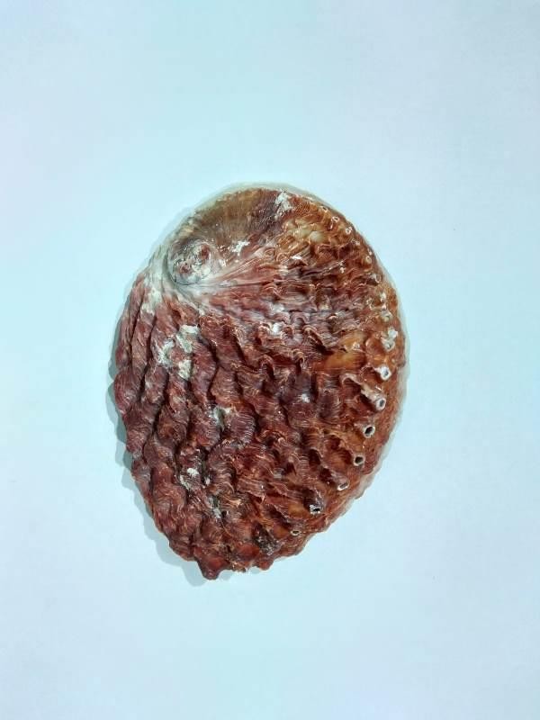 CONCHA ABALONE AUSTRALIANA 5P - UND