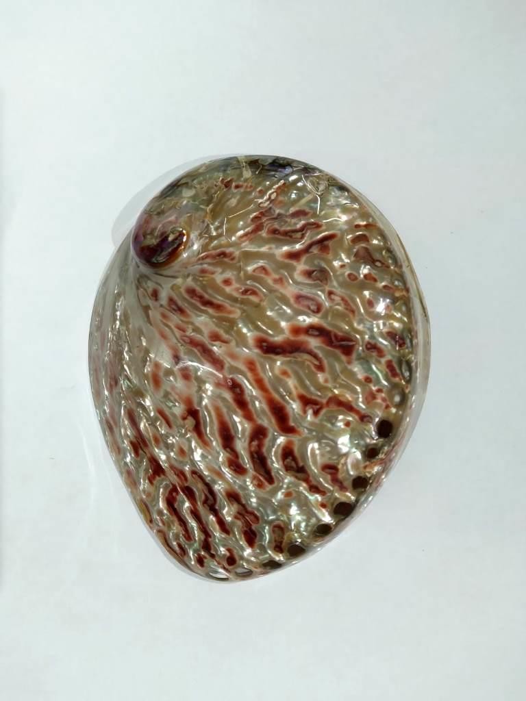 CONCHA ABALONE AUSTRALIANA POLIDA 5,5P - UND