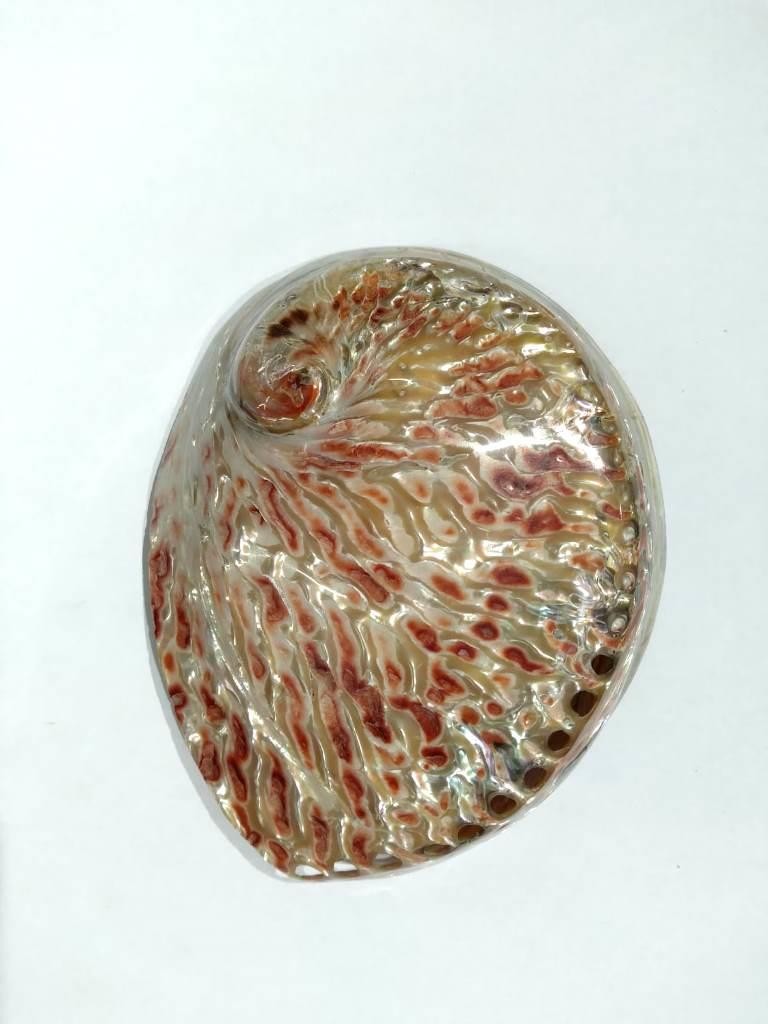 CONCHA ABALONE AUSTRALIANA POLIDA 4,5P - UND