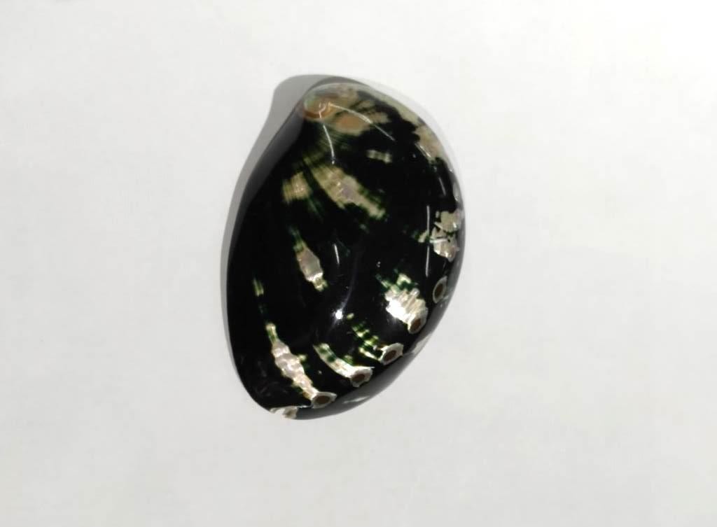 CONCHA ABALONE BLACK 3P - UND