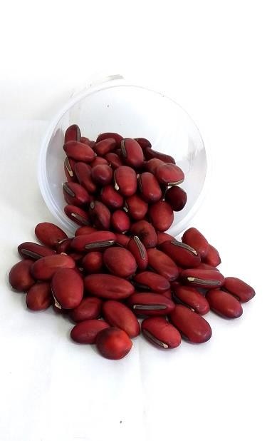 FAVA OGUM GRANDE - UND