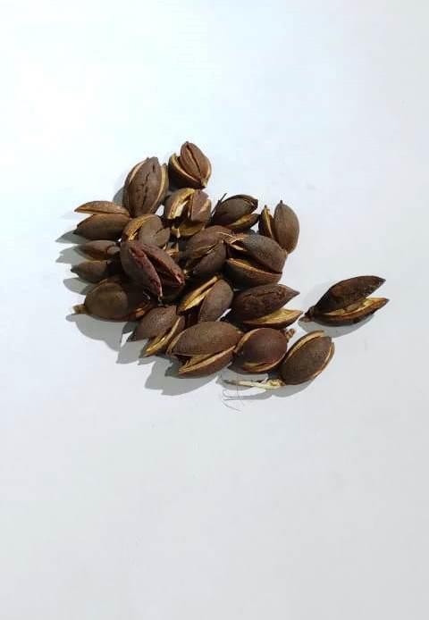 FAVA OBARA - UND