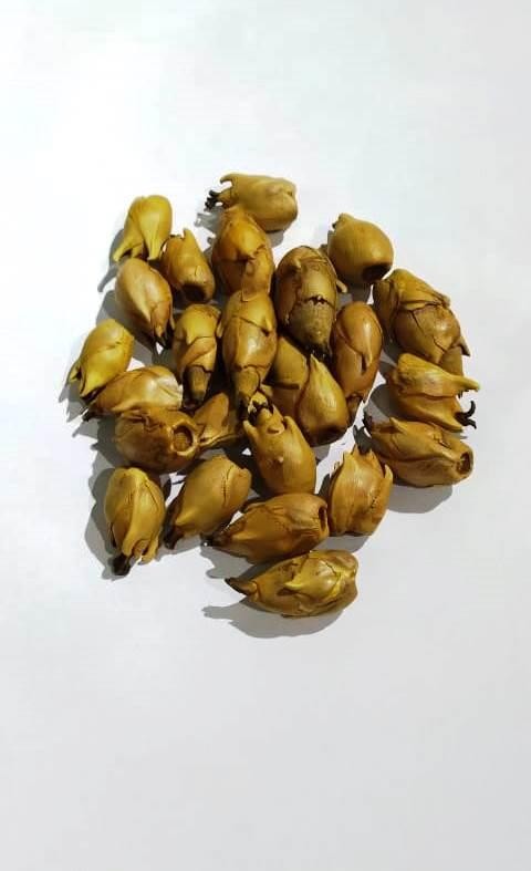 FAVA OXUM 3 - UND