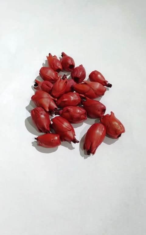 FAVA POMBA GIRA 2 - UND