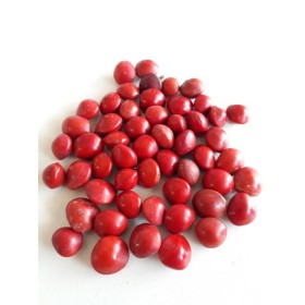 FAVA PROSPERIDADE VERM - UND