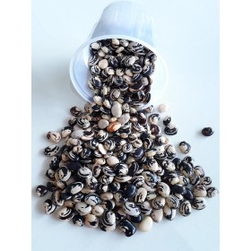 FAVA OBALUAE 2 - UND