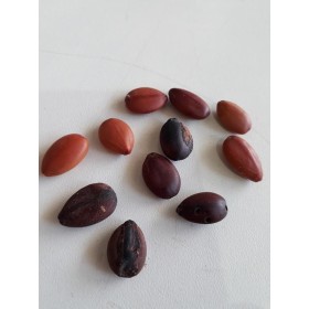 FAVA FELICIDADE - UND