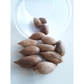 FAVA IFA - UND