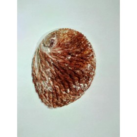 CONCHA ABALONE AUSTRALIANA 5,5P - UND