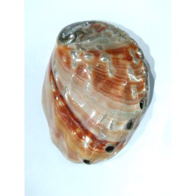 CONCHA ABALONE RED 7P - UND