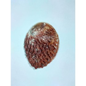 CONCHA ABALONE AUSTRALIANA 5P - UND
