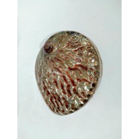 CONCHA ABALONE AUSTRALIANA POLIDA 5,5P - UND