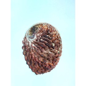 CONCHA ABALONE AUSTRALIANA 4,5P - UND