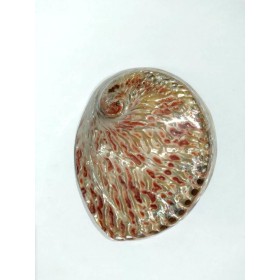 CONCHA ABALONE AUSTRALIANA POLIDA 4,5P - UND