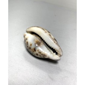 CONCHA TIGRE - UND