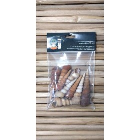 CONCHA TURRITELLA TEREBRA (ESPIRAL) - PCTE