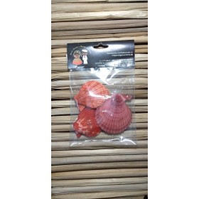 CONCHA PECTEN COLORED (DIVERSAS COLORIDAS) - PCTE