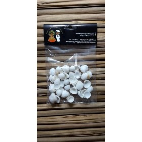 CONCHA WHITE LITUB (BRANCA PEQ) - PCTE