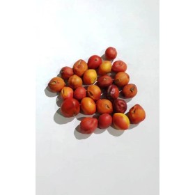 FAVA LOGUN EDE - UND